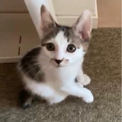 生後2ヶ月　オス　ワクチン1回済み