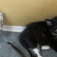 生後３週間くらいの小さなハチワレくん