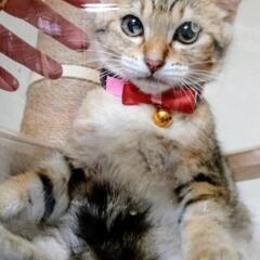 譲渡決定❣️ありがとうございます_(..)_