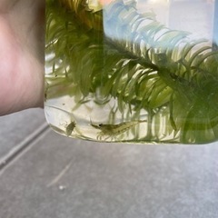 ③ミナミヌマエビ10匹の画像
