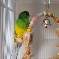 七草インコ　美声インコ（美声インコのみ）