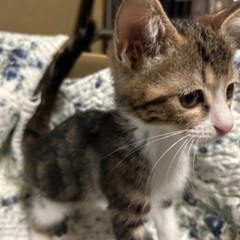 背中はアメショー柄な女の子♪募集一時停止