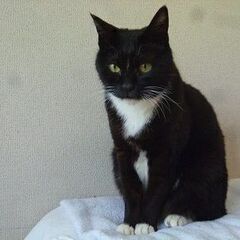 幸運を呼び込む鍵しっぽのタキシード！