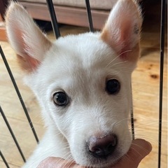 子犬の里親さん急募！ - 松山市