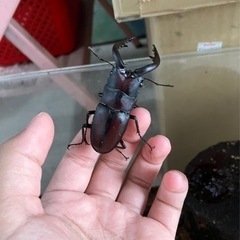 天然 ノコギリクワガタ  の画像