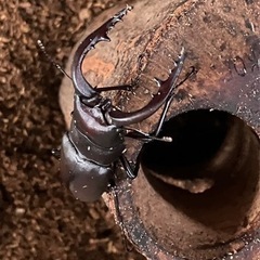 天然 ノコギリクワガタ  の画像