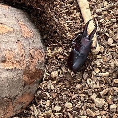 天然 ノコギリクワガタ  