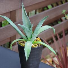 アガベ/アメリカーナ(青の竜舌蘭/Agave americana)-①