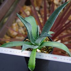 アガベ/アメリカーナ(青の竜舌蘭/Agave americana)-①の画像