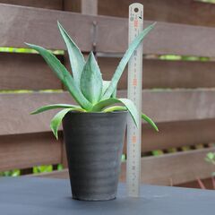 アガベ/アメリカーナ(青の竜舌蘭/Agave americana)-①の画像
