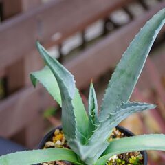 アガベ/アメリカーナ(青の竜舌蘭/Agave americana)-①の画像