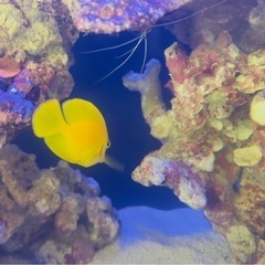 クログチニザ ６センチくらい 以下検索ワード キイロハギ ゴマハギ チョコレートサージョンフィッシュ ニザダイ ナンヨウハギの画像