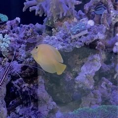 クログチニザ ６センチくらい 以下検索ワード キイロハギ ゴマハギ チョコレートサージョンフィッシュ ニザダイ ナンヨウハギの画像