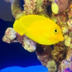 クログチニザ ６センチくらい 以下検索ワード キイロハギ ゴマハギ チョコレートサージョンフィッシュ ニザダイ ナンヨウハギの画像