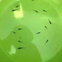 オロチ若魚　６匹の画像