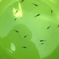 オロチ若魚　６匹