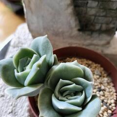 多肉植物　②ラブリーローズ　葉挿しっ子2個入り