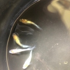 きらめき　煌　　めだか　の画像