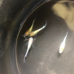 きらめき　煌　　めだか　の画像