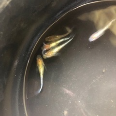 きらめき　煌　　めだか　