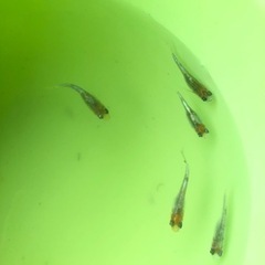 きらめき　煌　　めだか　の画像