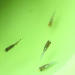 きらめき　煌　　めだか　の画像