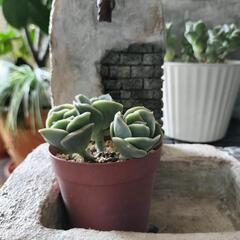 多肉植物　③ラブリーローズ葉挿しっ子　３個入り