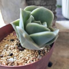 多肉植物　④ラブリーローズ葉挿しっ子３個入り