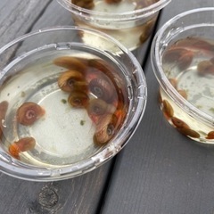 レッドラムズホーン