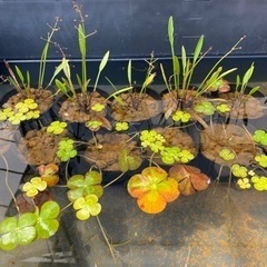 水草ナガバオモダカ、ウォーターマッシュルーム