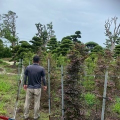 植木　トキワマンサク