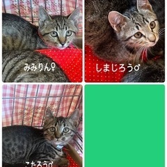 キジトラ兄弟はいかが