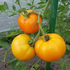 ★無農薬★エホバク入り夏野菜セットの画像