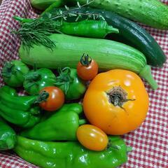 ★無農薬★エホバク入り夏野菜セットの画像