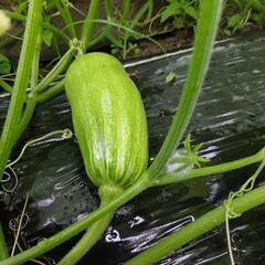 ★無農薬★エホバク入り夏野菜セットの画像