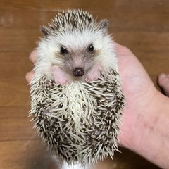 ハリネズミ男の子