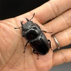 国産オオクワガタ 能勢YG血統 ♀46mm メス 単品の画像