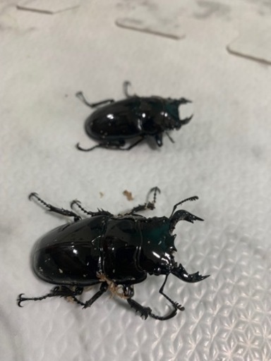 タランドゥスオオツヤクワガタ♂2匹（45ミリ、55ミリ）