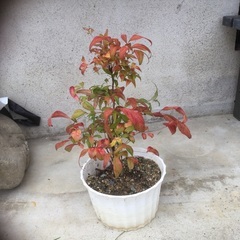 オタフクナンテン