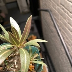 余っている植物交換しませんか？