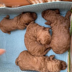 トイプードルの子供、急遽譲渡先の都合で、キャンセルの為に再投稿