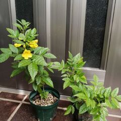 キンレイジュ・イエローベル（バハマの国花）✕2鉢。の画像