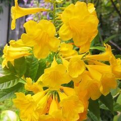 キンレイジュ・イエローベル（バハマの国花）✕2鉢。の画像