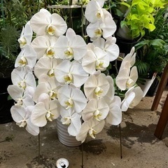 胡蝶蘭3本立ち　話し合い中！