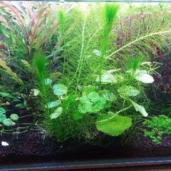水草7種の画像