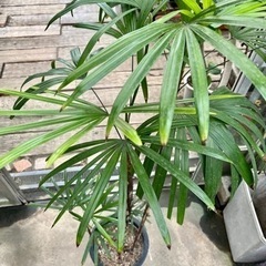 シュロチク大鉢 処分品