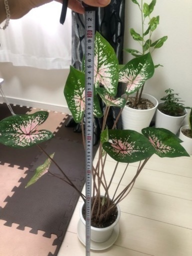 観葉植物
