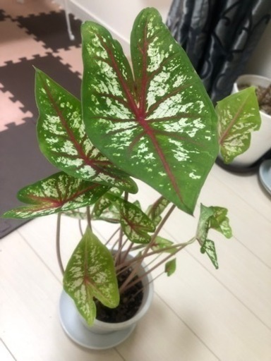 観葉植物