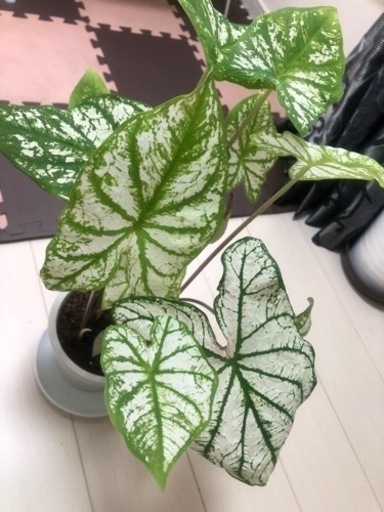 観葉植物