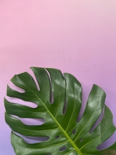 お買い得！！セニアカー定価30万8000